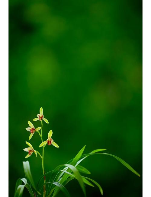 四季兰花什么品种好？-图2