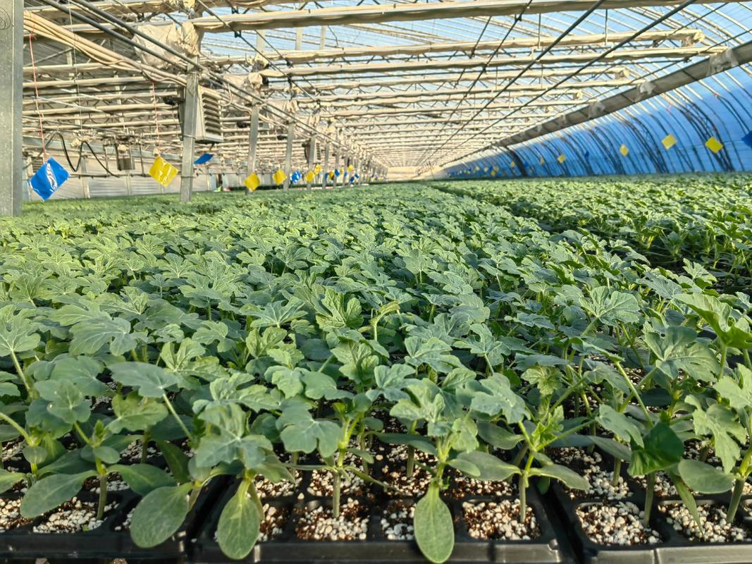 高产西瓜种植技术视频，关键点是什么？-图2