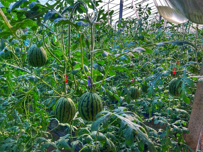 高产西瓜种植技术视频，关键点是什么？-图3