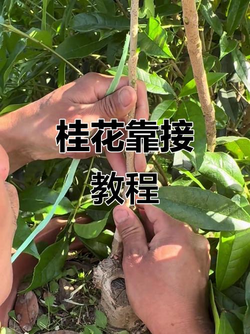 桂花嫁接技术图解,如何快速掌握?-图1 桂花嫁接技术图解,如何快速掌握?-图1