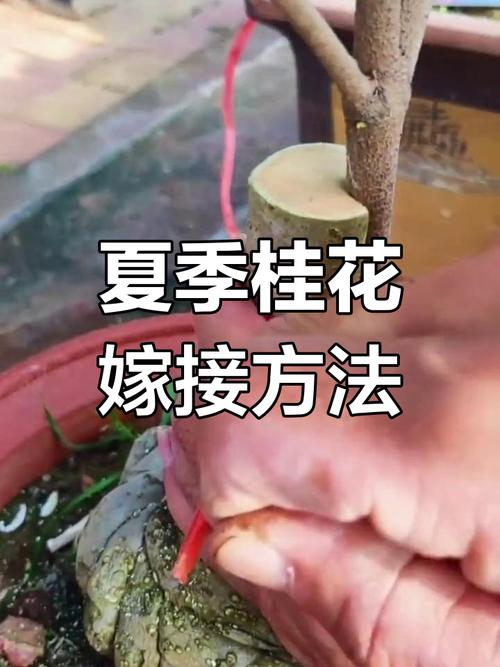 桂花嫁接技术图解,如何快速掌握?-图2 桂花嫁接技术图解,如何快速掌握?-图2