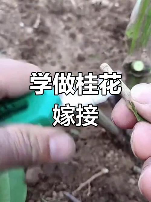 桂花嫁接技术图解,如何快速掌握?-图3 桂花嫁接技术图解,如何快速掌握?-图3