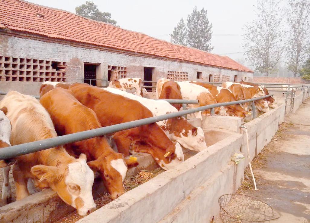 云南农村肉牛养殖技术有哪些要点？-图2