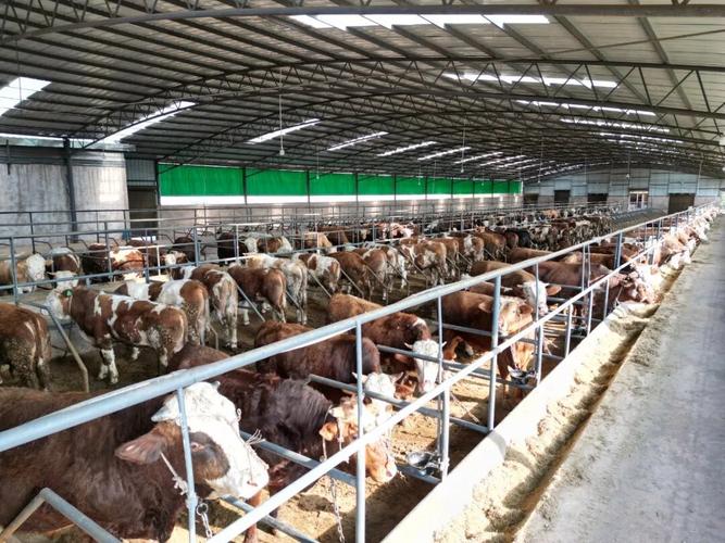 云南农村肉牛养殖技术有哪些要点？-图1