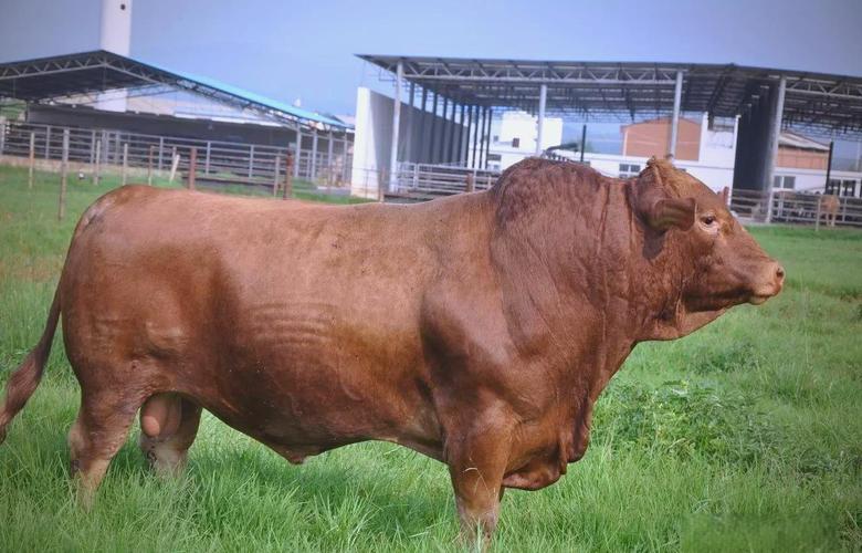 云南农村肉牛养殖技术有哪些要点？-图3