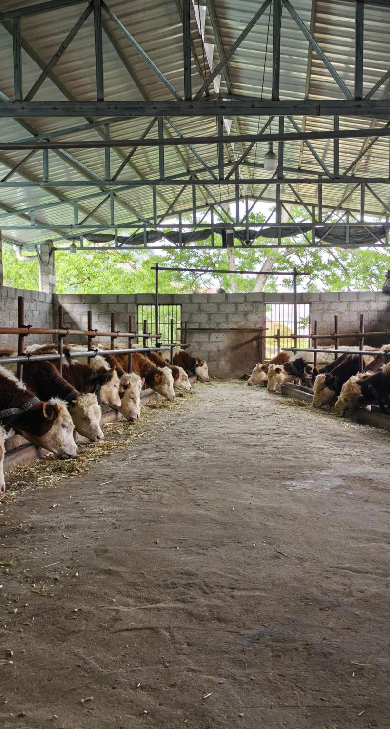 哪里能免费下载养牛技术视频？-图1