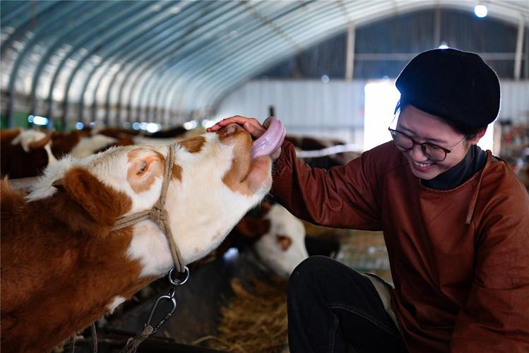 哪里能免费下载养牛技术视频？-图2