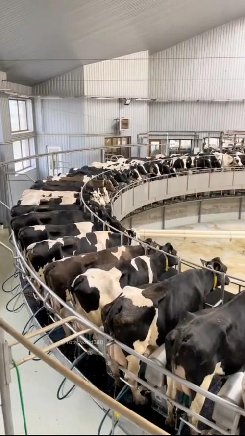 哪里能免费下载养牛技术视频？-图3