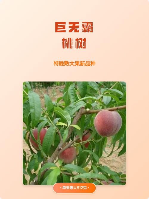 新品种桃树叫啥名?有图吗?-图2 新品种桃树叫啥名?有图吗?-图2