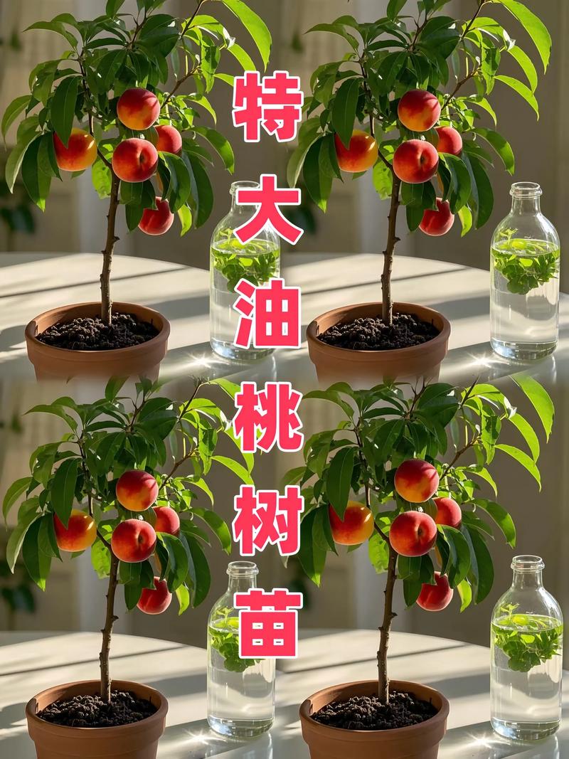 新品种桃树叫啥名？有图吗？-图3