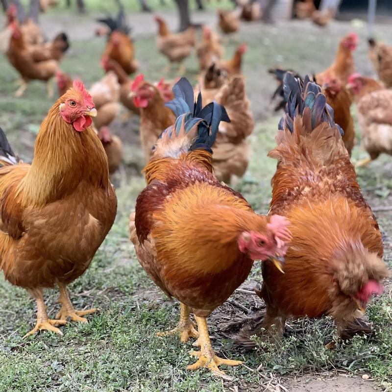 土鸡生态养殖技术视频，关键要点有哪些？-图2