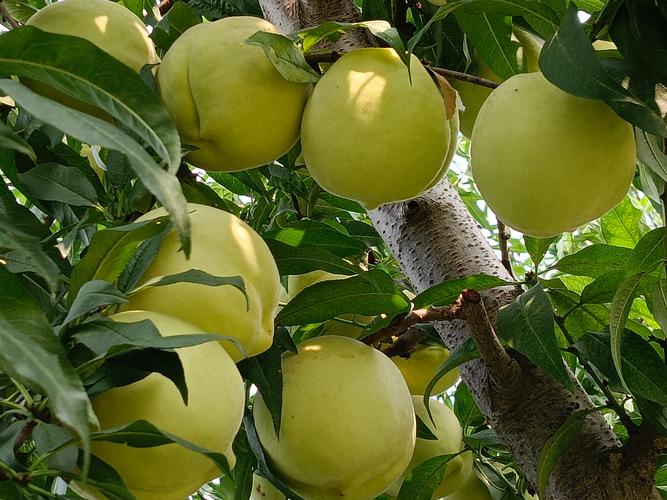 中华寿桃种植技术视频怎么学?-图1 中华寿桃种植技术视频怎么学?-图1