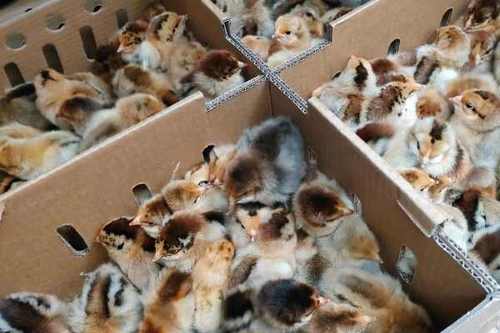 青脚红羽鸡是哪个品种？-图3