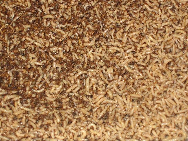 不用粪便，蝇蛆用什么养殖？-图2