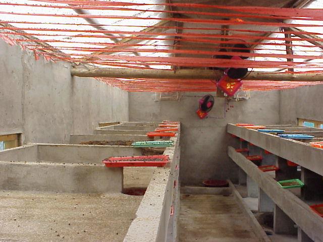 不用粪便，蝇蛆用什么养殖？-图1