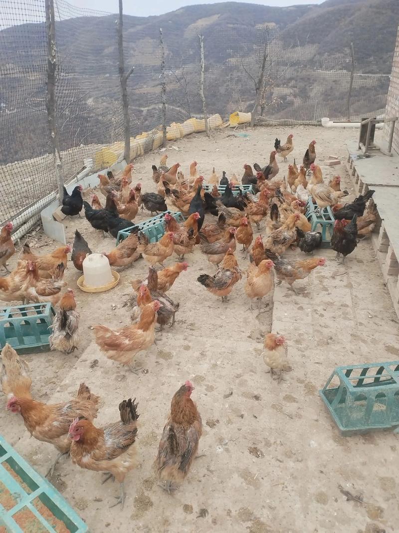 土鸡养殖技术视频哪里能下载?-图1 土鸡养殖技术视频哪里能下载?-图1