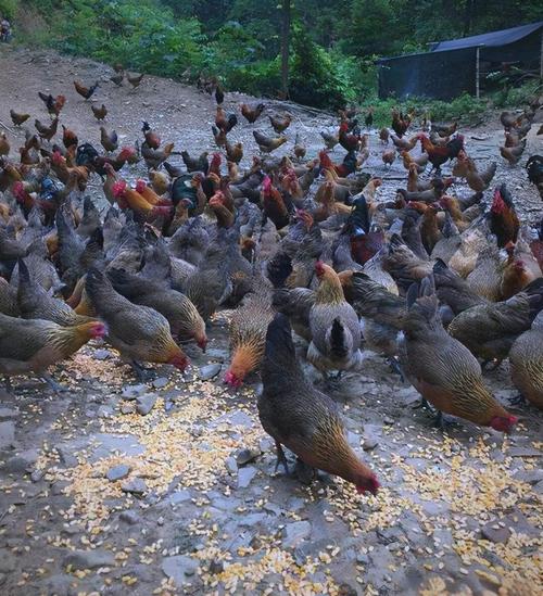 土鸡养殖技术视频哪里能下载?-图2 土鸡养殖技术视频哪里能下载?-图2