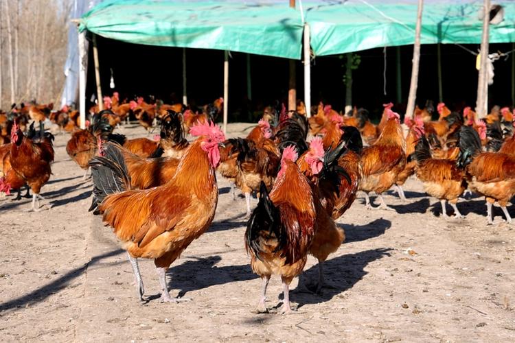 土鸡养殖技术视频哪里能下载?-图3 土鸡养殖技术视频哪里能下载?-图3