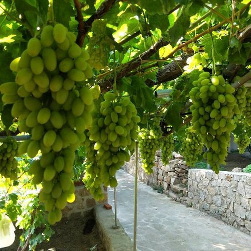 新疆马奶葡萄种植技术有哪些关键要点？-图1