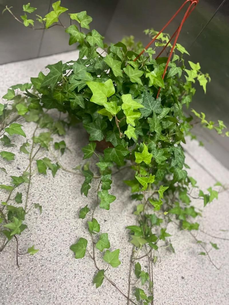 常青藤品种怎么选?-图1 常青藤品种怎么选?-图1