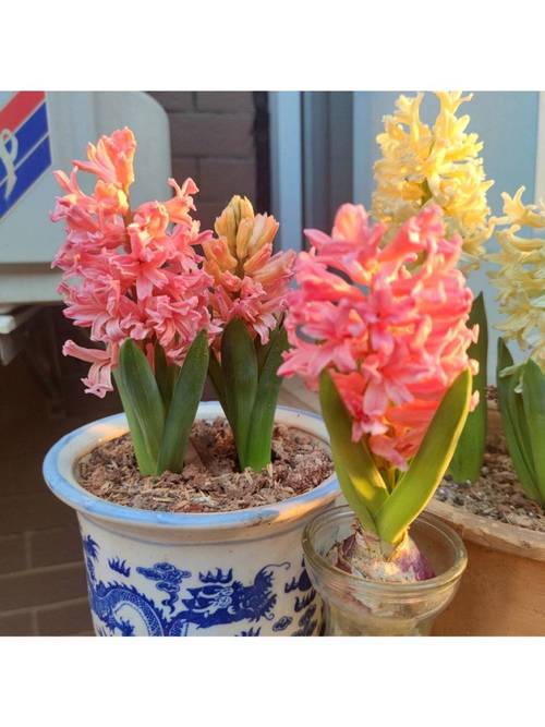 哪些风信子品种最好养又开花美?-图1 哪些风信子品种最好养又开花美?-图1