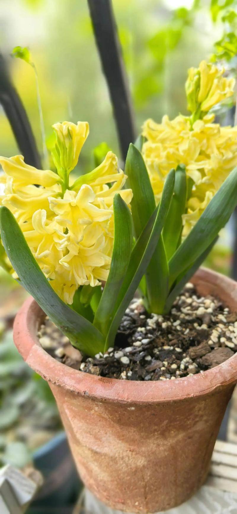 哪些风信子品种最好养又开花美?-图2 哪些风信子品种最好养又开花美?-图2