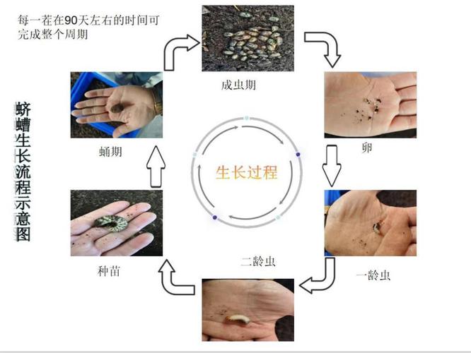 蚯蚓养殖技术生长周期-图1 蚯蚓养殖技术生长周期-图1