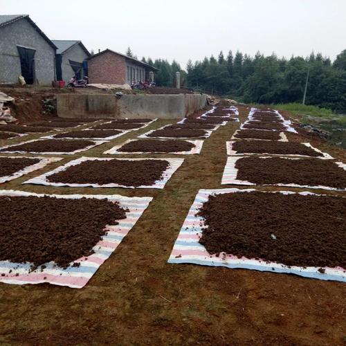 蚯蚓养殖技术生长周期-图2 蚯蚓养殖技术生长周期-图2