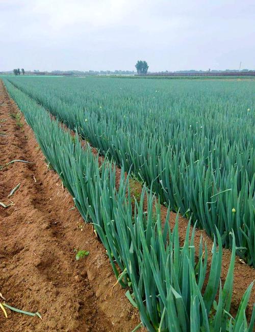 春季大葱种植技术视频-图1 春季大葱种植技术视频-图1