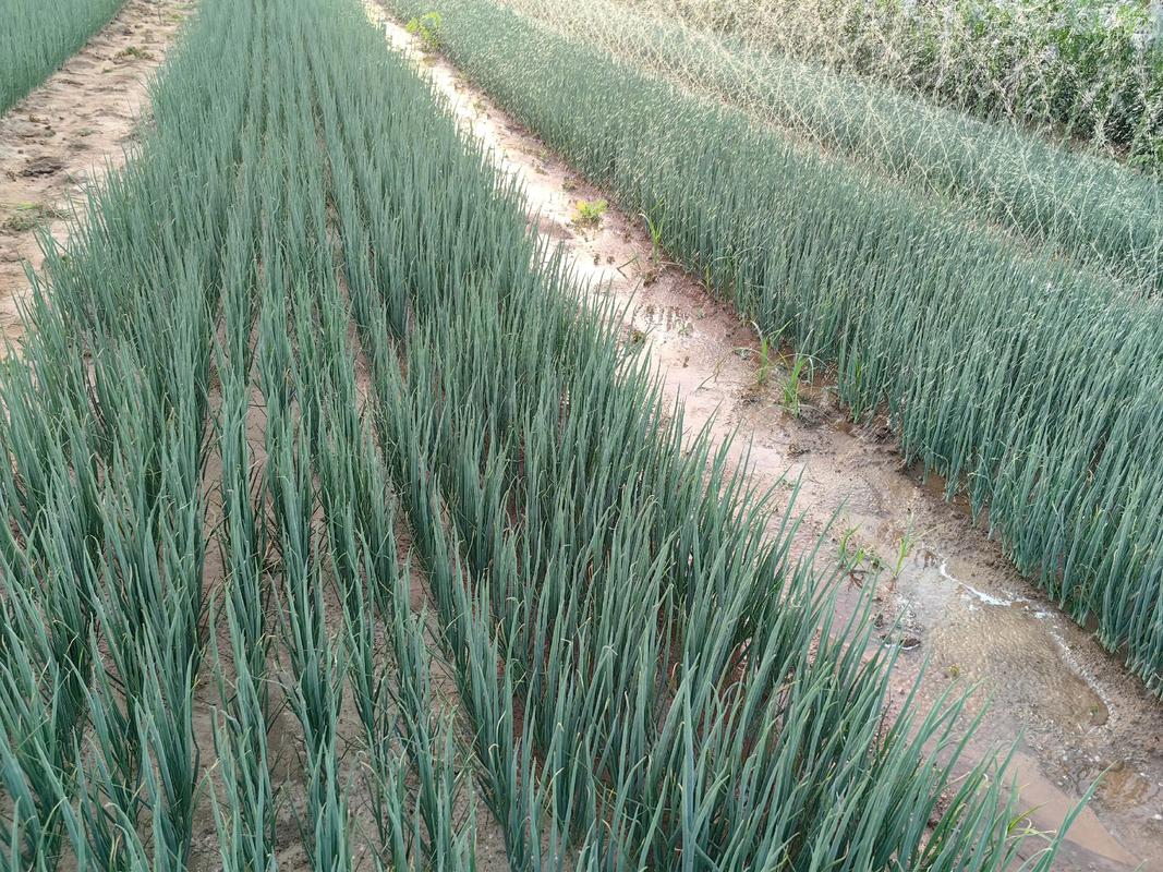 春季大葱种植技术视频-图2 春季大葱种植技术视频-图2