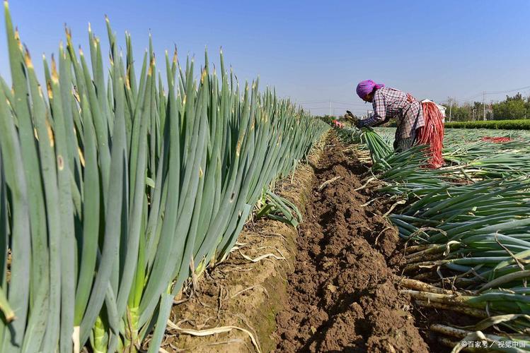 春季大葱种植技术视频-图3 春季大葱种植技术视频-图3