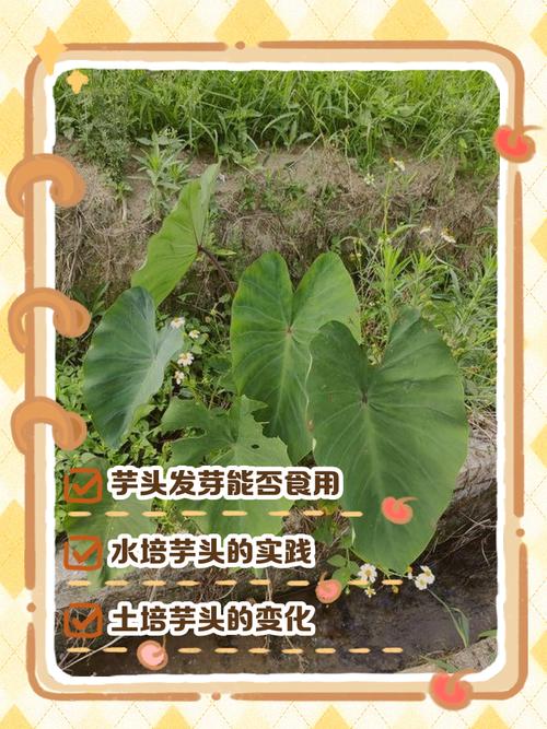 春季大棚芋头种植技术要点有哪些？-图2
