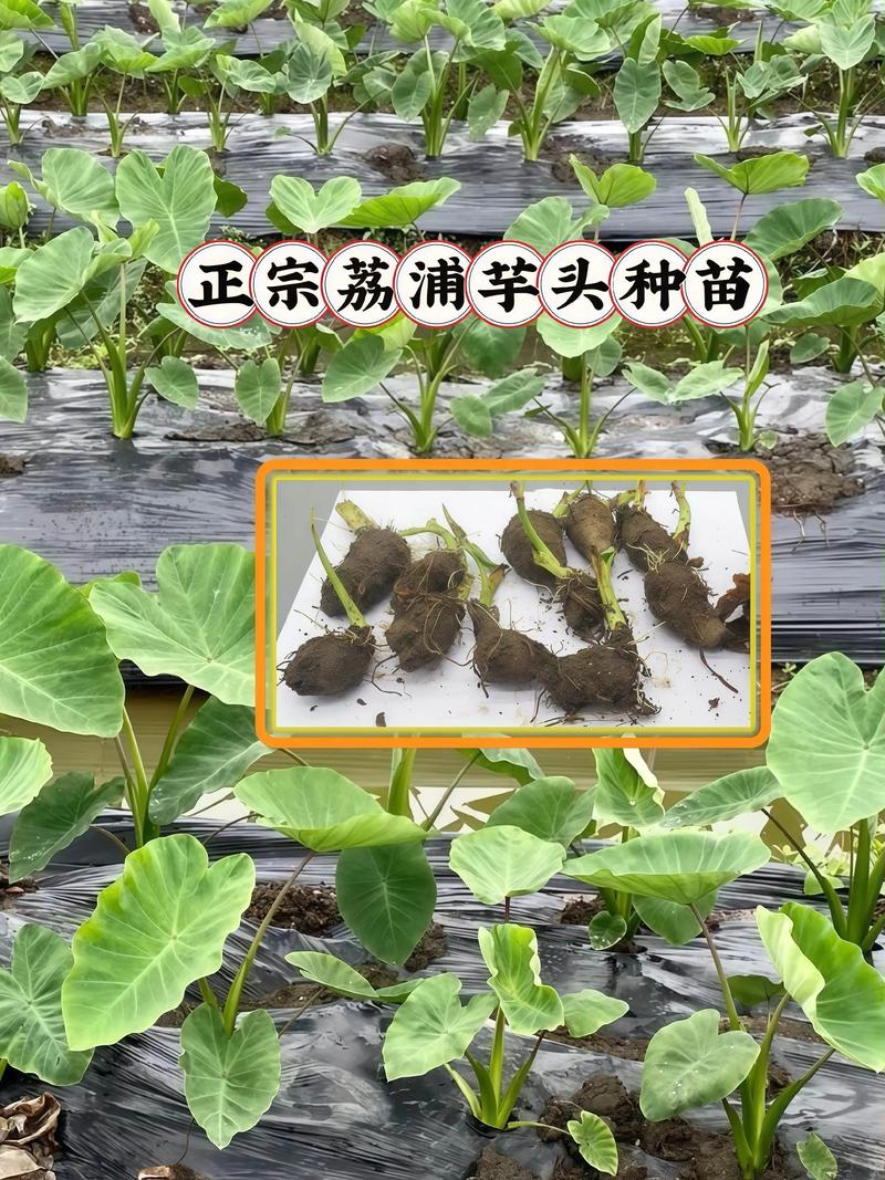 春季大棚芋头种植技术要点有哪些？-图3