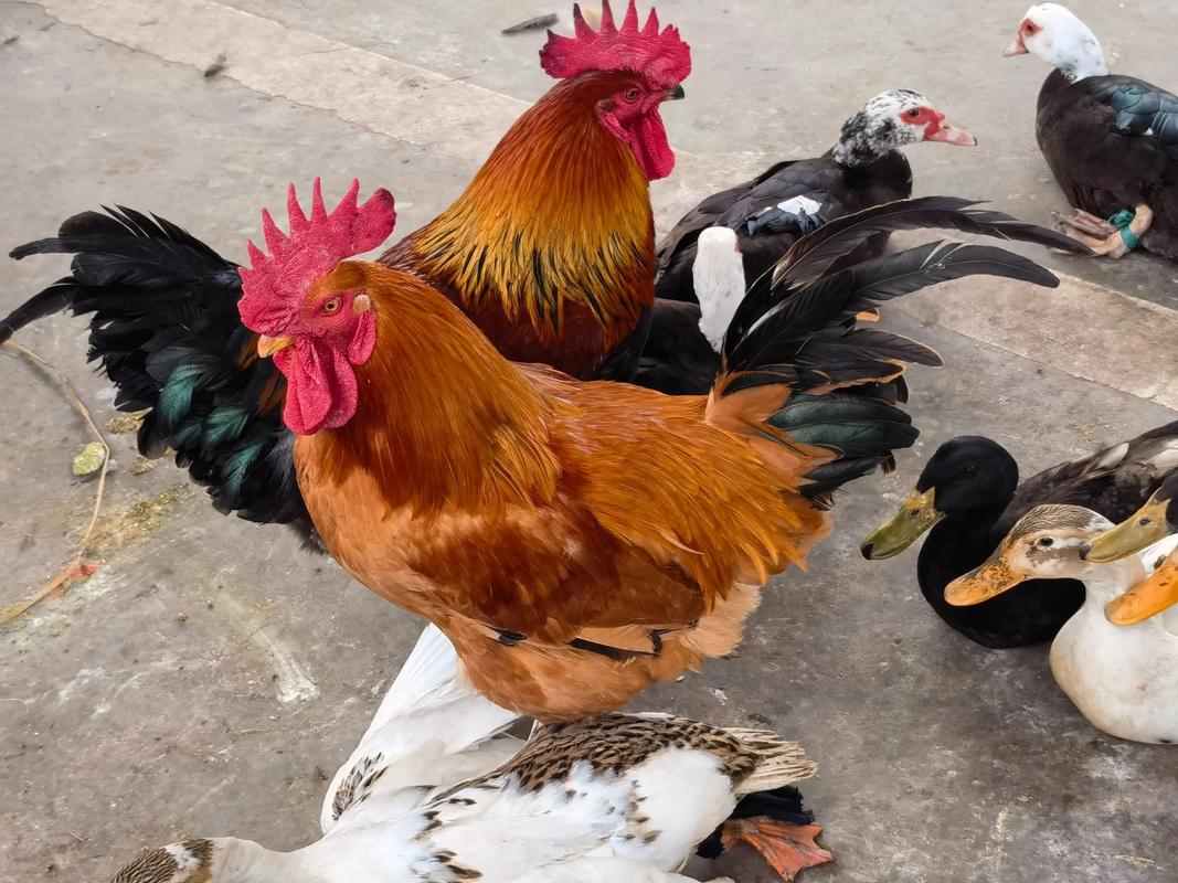 生态放养土鸡,技术要点有哪些?-图1 生态放养土鸡,技术要点有哪些?-图1