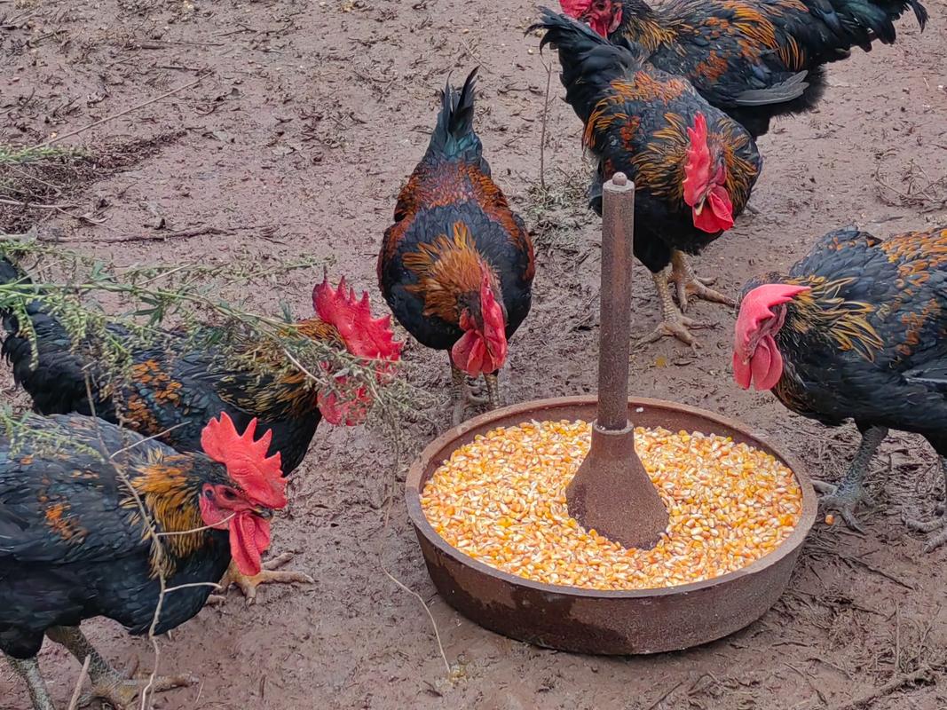 生态放养土鸡,技术要点有哪些?-图2 生态放养土鸡,技术要点有哪些?-图2