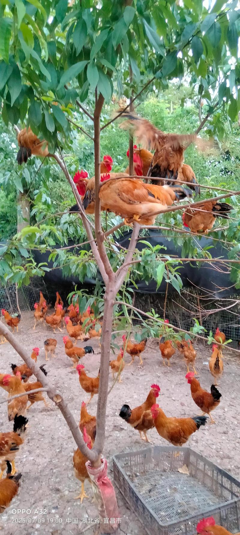 生态放养土鸡，技术要点有哪些？-图3