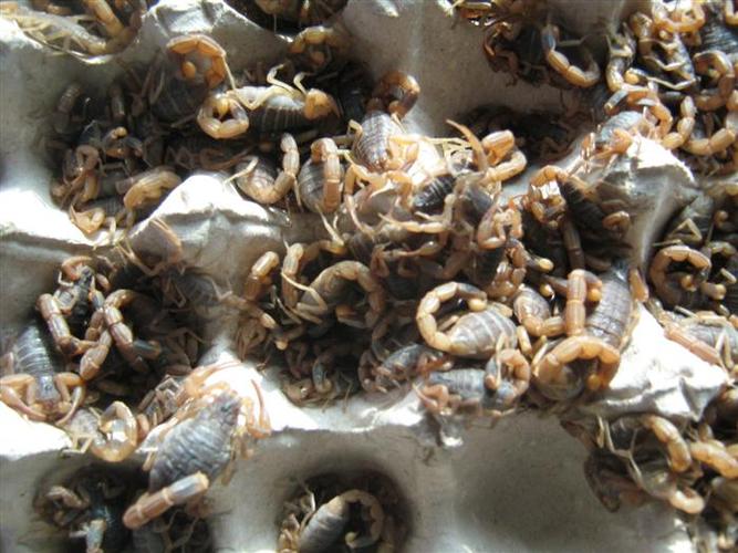 邢台野生蝎子养殖技术要点有哪些?-图2 邢台野生蝎子养殖技术要点有哪些?-图2