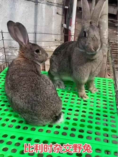 如何高效学习养殖兔子技术视频?-图1 如何高效学习养殖兔子技术视频?-图1