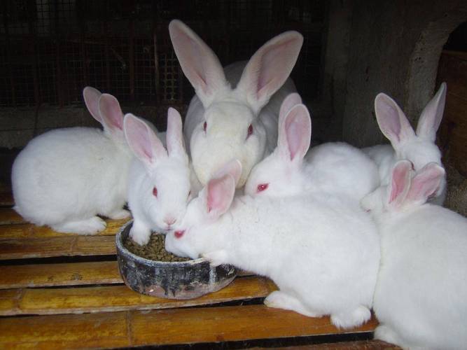 如何高效学习养殖兔子技术视频?-图2 如何高效学习养殖兔子技术视频?-图2