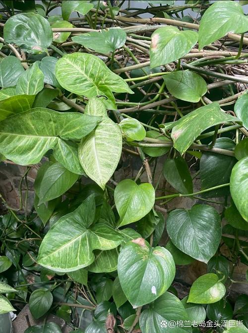 绿萝下垂是品种问题吗?-图1 绿萝下垂是品种问题吗?-图1