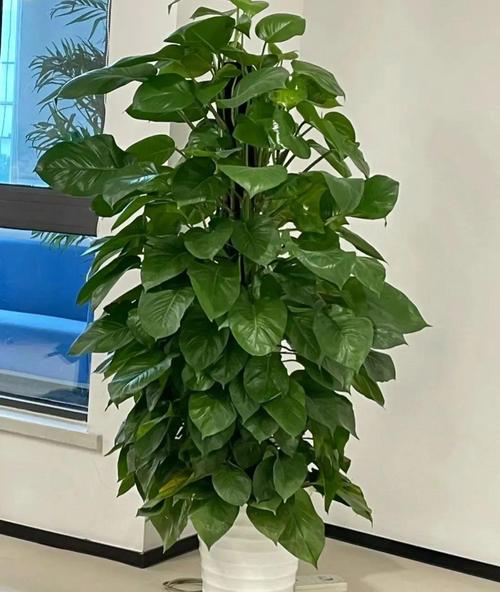 绿萝下垂是品种问题吗?-图2 绿萝下垂是品种问题吗?-图2