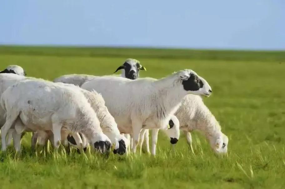 内蒙培育了哪些特色羊品种?-图1 内蒙培育了哪些特色羊品种?-图1