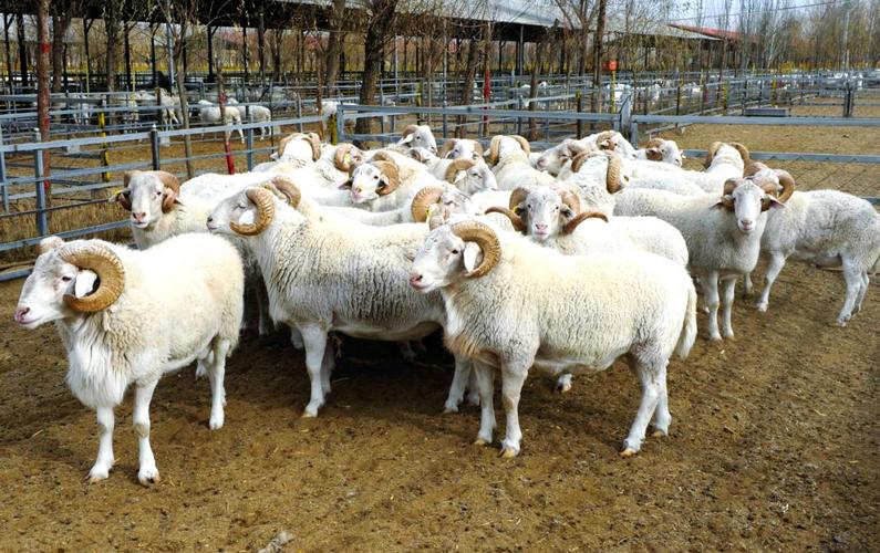 内蒙培育了哪些特色羊品种?-图2 内蒙培育了哪些特色羊品种?-图2