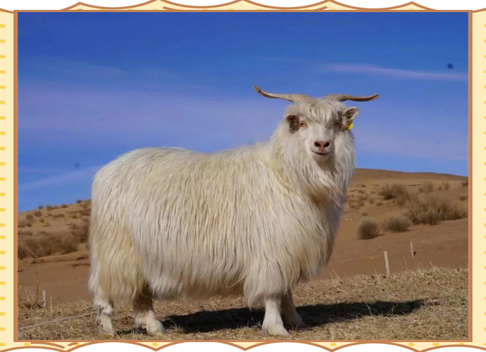 内蒙培育了哪些特色羊品种?-图3 内蒙培育了哪些特色羊品种?-图3