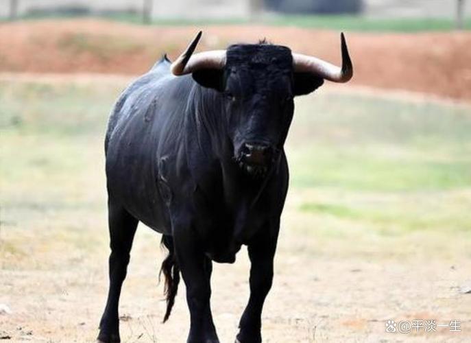 山东黑牛是哪个品种？-图1