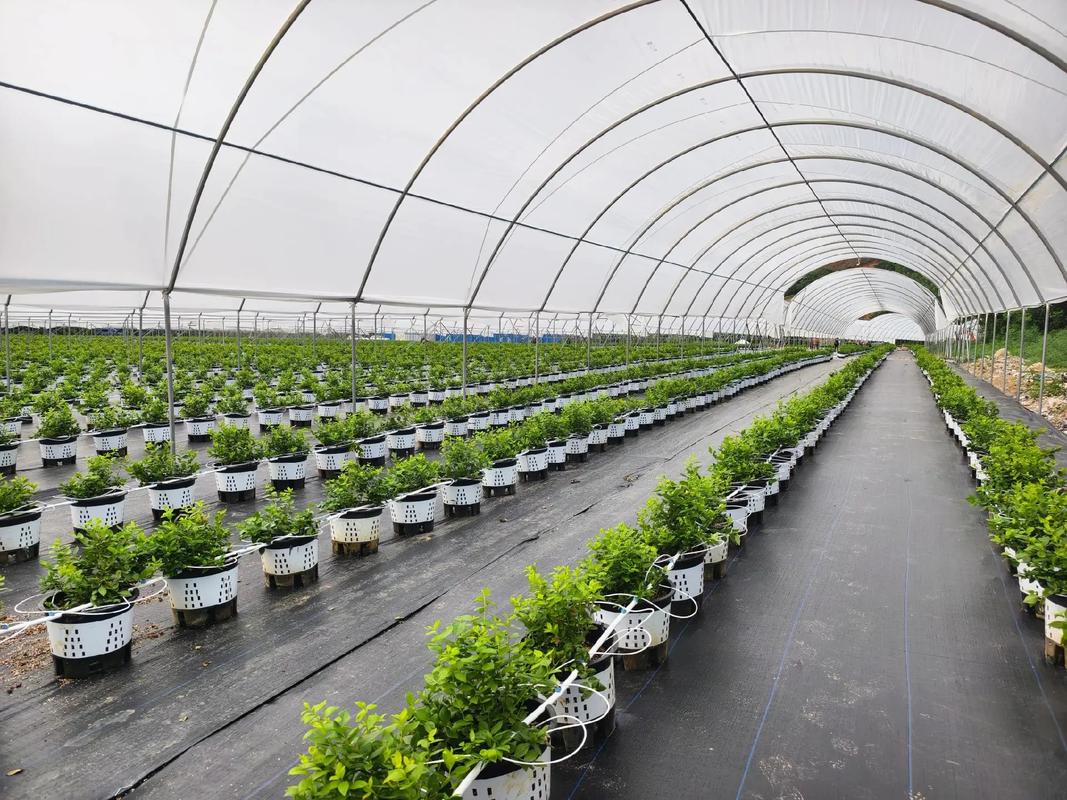 温室大棚蓝莓种植技术要点有哪些?-图2 温室大棚蓝莓种植技术要点有哪些?-图2