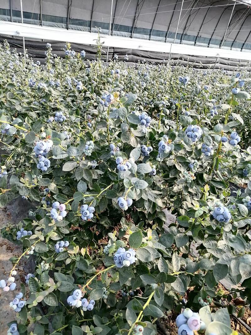 温室大棚蓝莓种植技术要点有哪些?-图3 温室大棚蓝莓种植技术要点有哪些?-图3