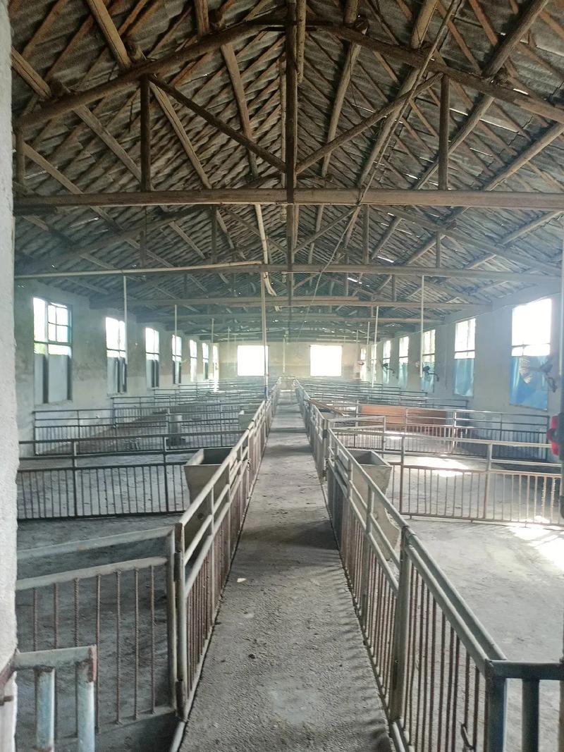 猪场建设怎么建？养猪技术视频教你。-图3