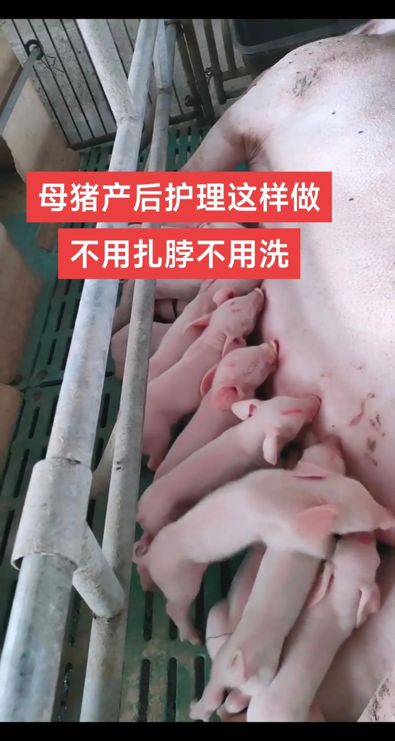 母猪养殖技术视频,新手能学会吗?-图1 母猪养殖技术视频,新手能学会吗?-图1