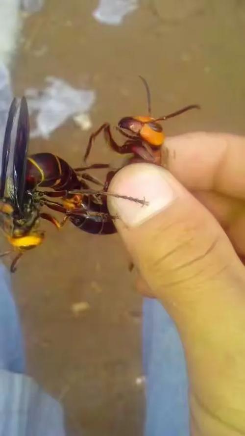 购买胡蜂养殖技术光盘-图1